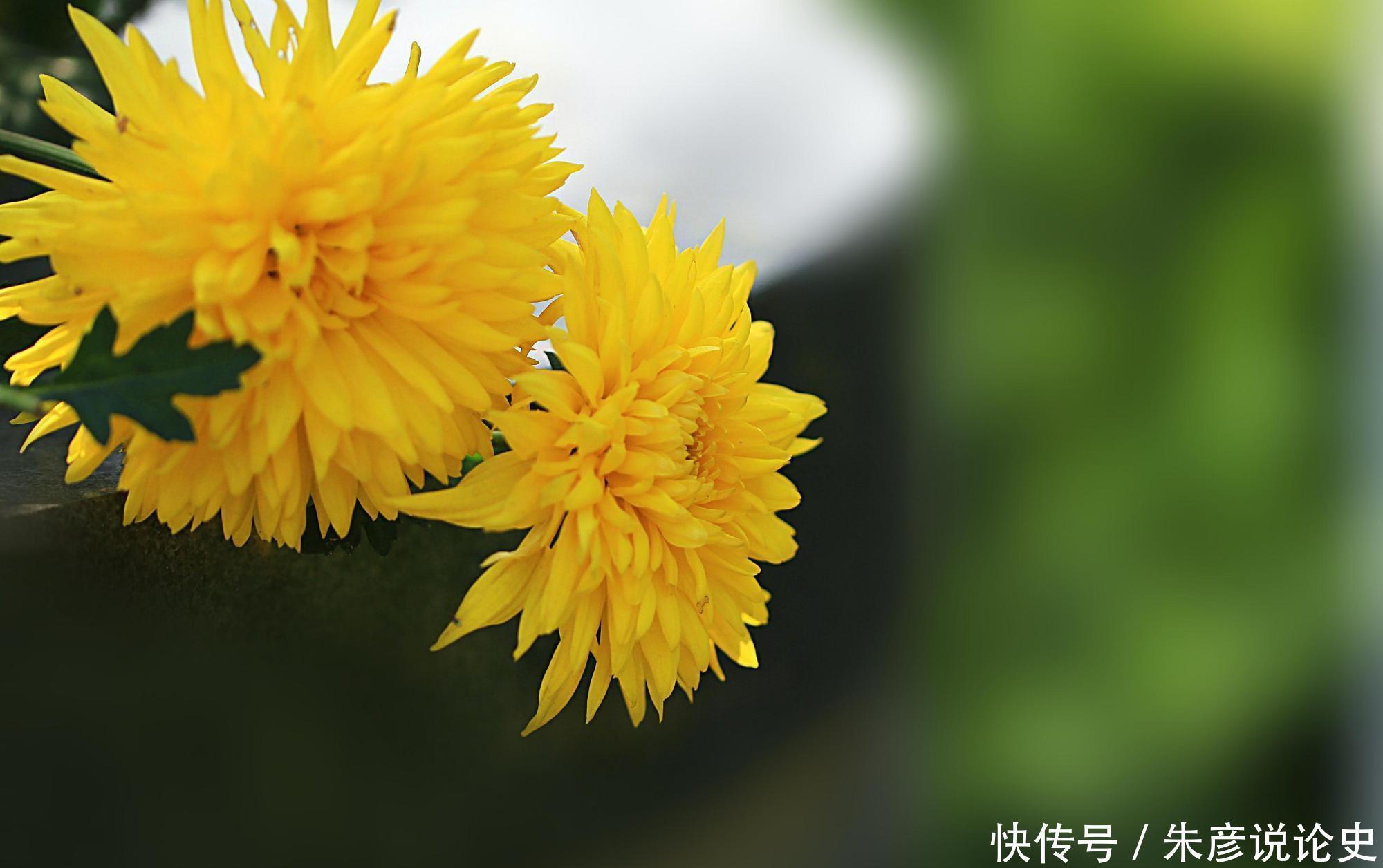 刚买回家的花,不到2周就枯萎了,什么原因造成的?