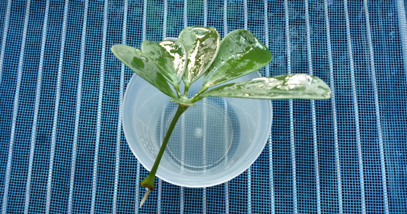 养鸭|养好鸭脚木，有“2点”挺关键，长势很好，枝叶油绿又茁壮