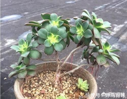 气根|多肉蓝苹果入手上盆后一周浇一圈水,10天后浇透水,现在很多气根,这样正常吗?