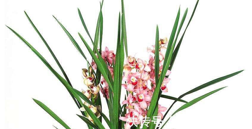 养花你还在费钱买营养土吗,在家此样做,肥效杠杠的