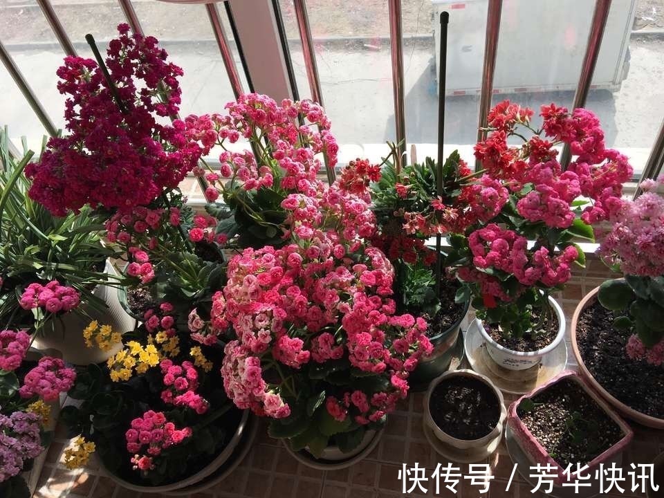 养护|长寿花越养“越瘦”怎么办教你3字口诀，1年变老桩，开成花球