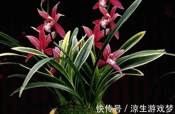 6种花不好养，太难伺候了，不适合新手花友