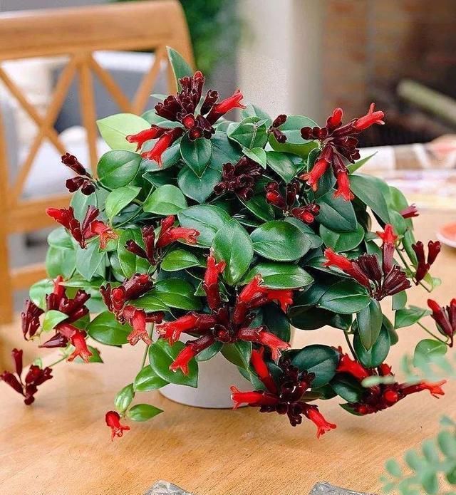 叶片|这4种花,耐阴、好养活,室内都能开哟!