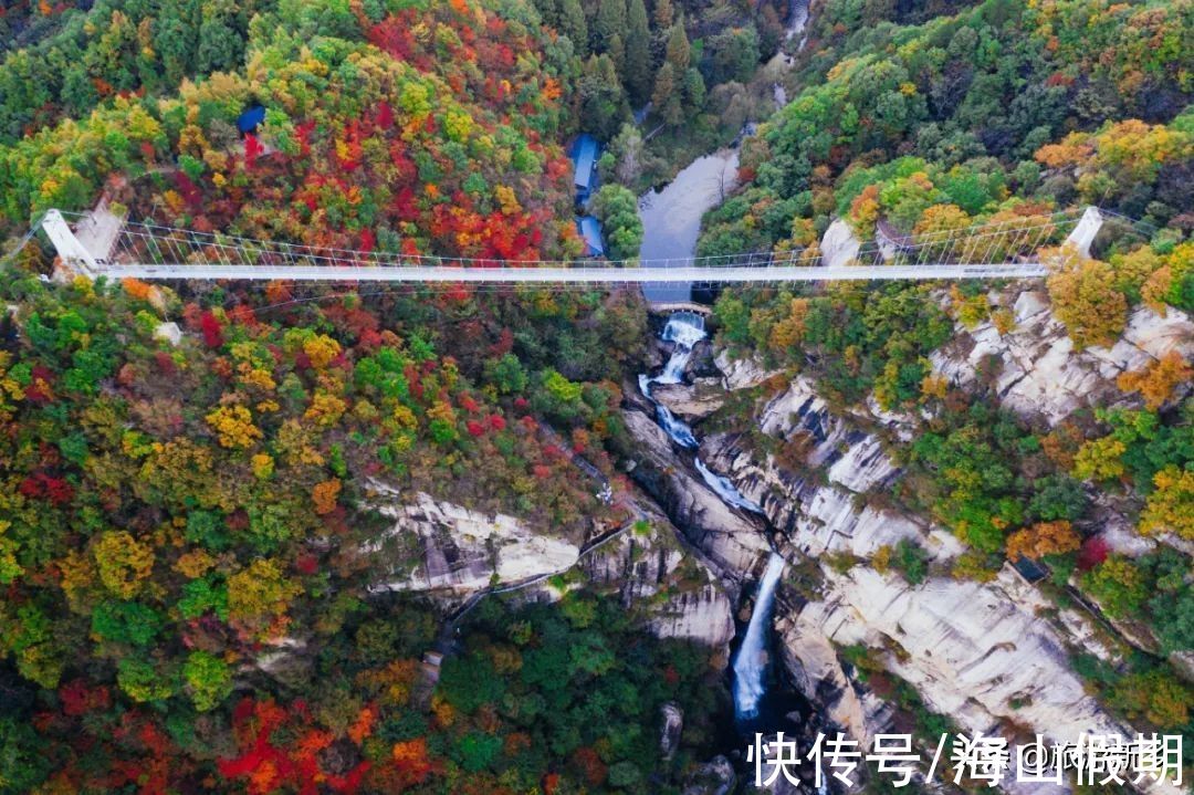 门票|河南专属于你的秋色丨银杏已黄，枫叶转红…撩人秋色等你来赏