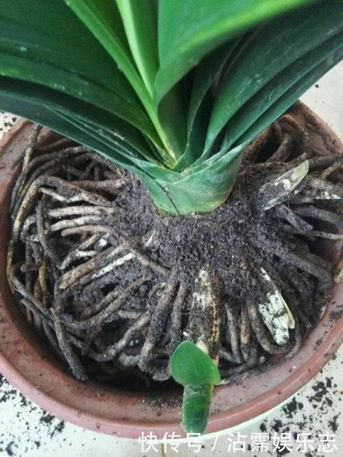 剑叶石蒜|君子兰是“懒汉”，要懒养，不黄叶不烂根，年年开花多，美呆了