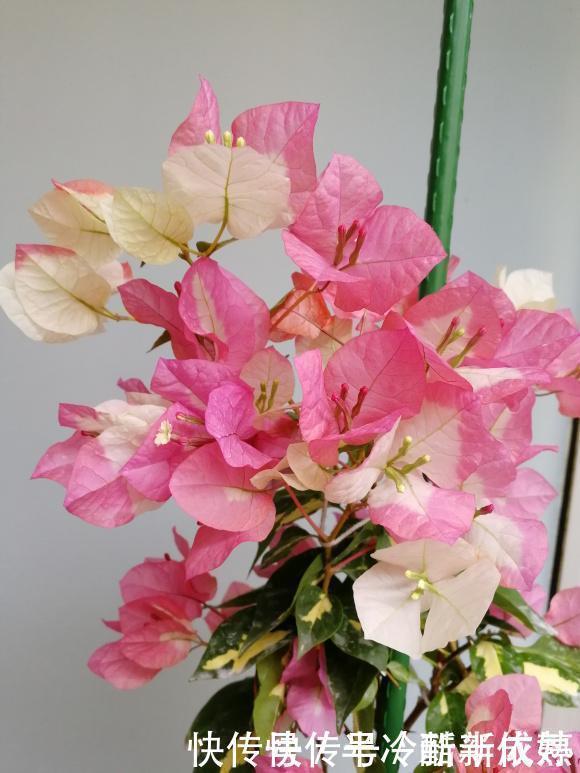 三角梅这些品种最勤花,一年四季开不停,花多得不见叶!