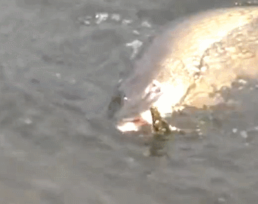 个头特别大,含肉率也多,钓鱼人喜爱的钓鱼对象,但很多人都放生