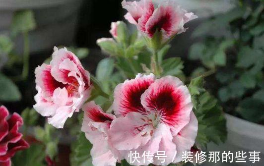 农历7月1号起，最适合养这些花，花开满屋子飘香，花色美轮美奂