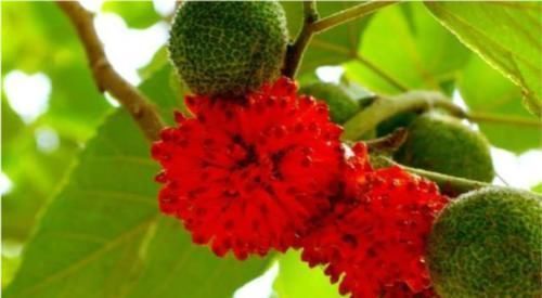 男人|农村随处可见的稀罕水果,男人吃了有益,如今20元一斤