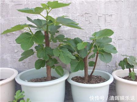 营养果|盆栽无花果先长“壮汉身”,后长“营养果”,果子满枝吃不完