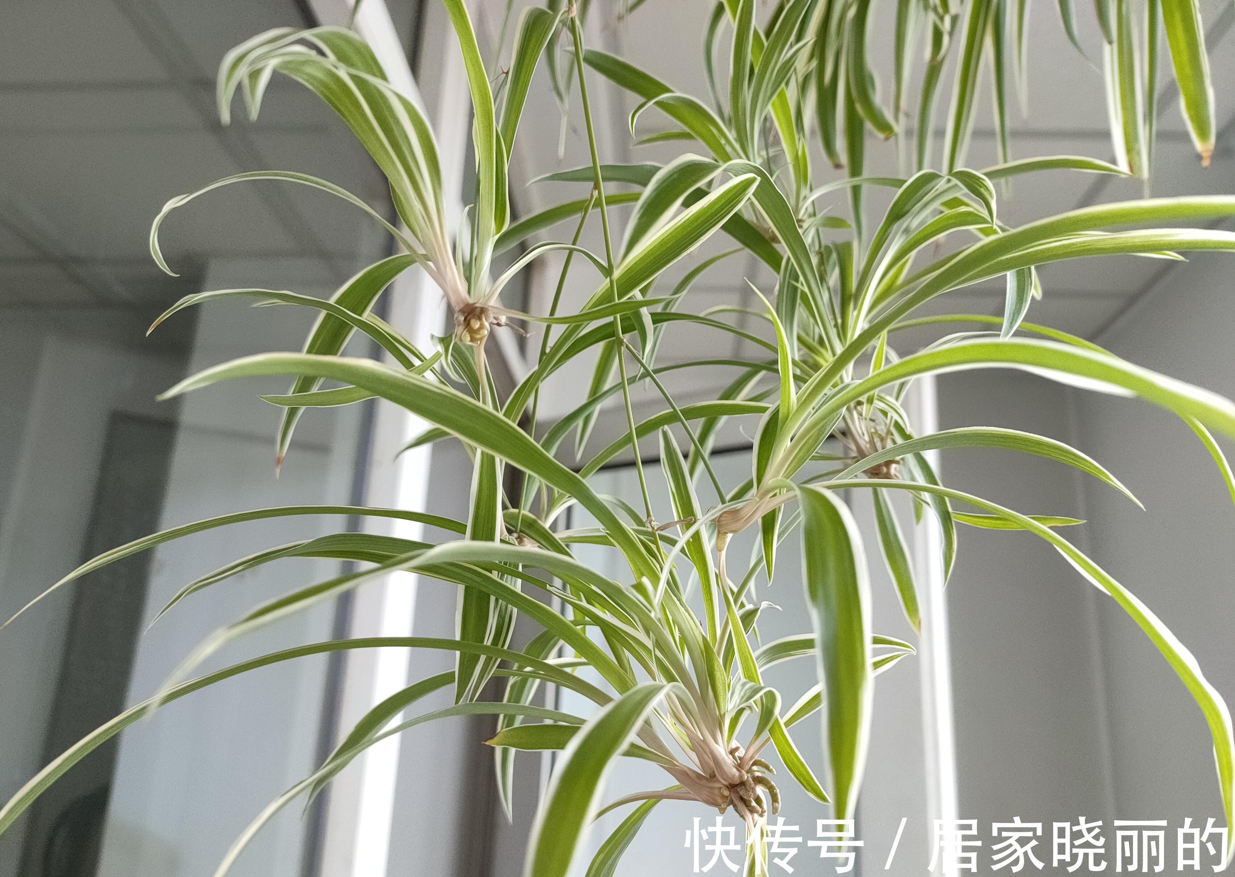 仙人球|适合养在办公室的植物，不仅容易打理，而且赏心悦目，上班族标配