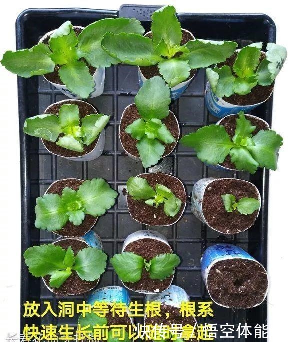 长寿花扦插8大步骤,一盆变十盆,超轻松!长寿花扦插8大步骤,一盆变十盆,超轻松!