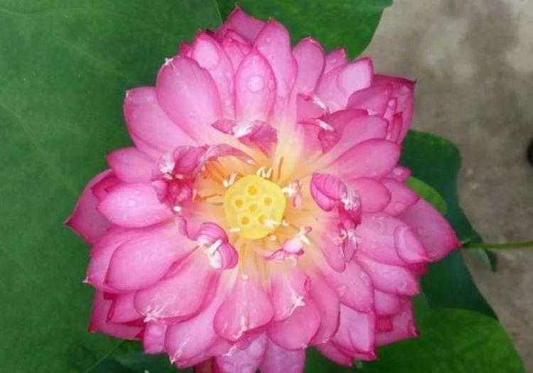 养花|养花就养个花期长的,浇点水晒晒太阳就疯长,对待新手超友好