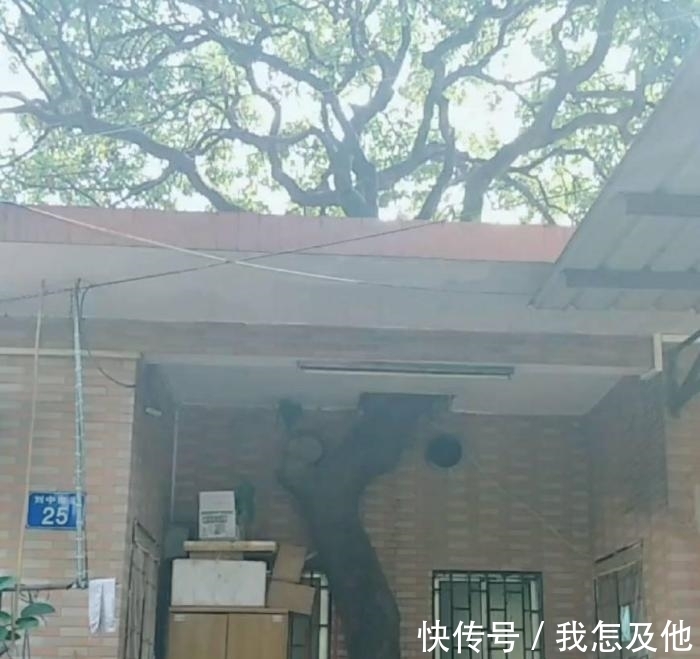 村民|百年老树村民不敢动,为建新房,他们铤而走险,网友:房子不该盖