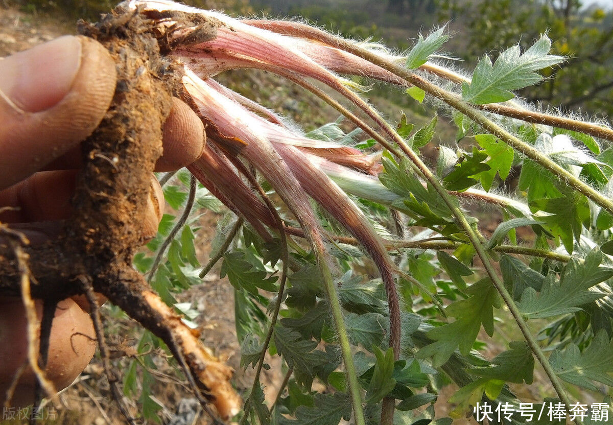  藏在地下的“鸡腿”，是农村孩子们的美味，如今价值升高数量变少