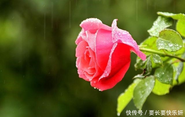 扦插月季只长新叶不长根2种处理方法，提高成活率！