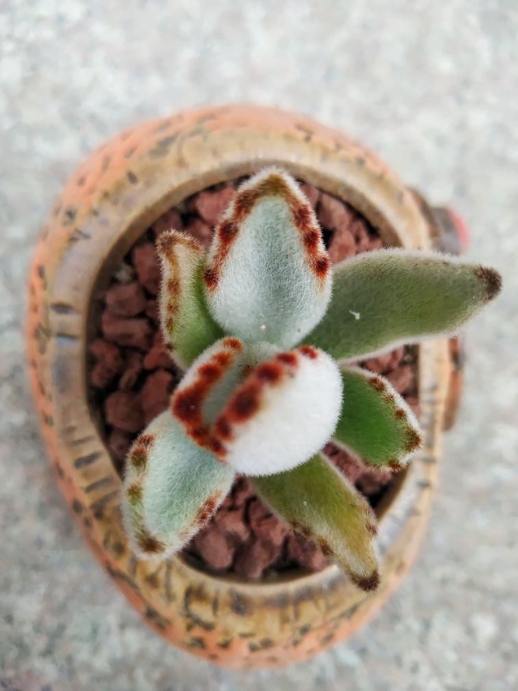 4种“徒神”多肉,太容易徒长,心累