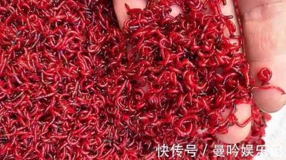 为什么用蚯蚓钓鲫鱼的人越来越少?告诉你蚯蚓与红虫的差距