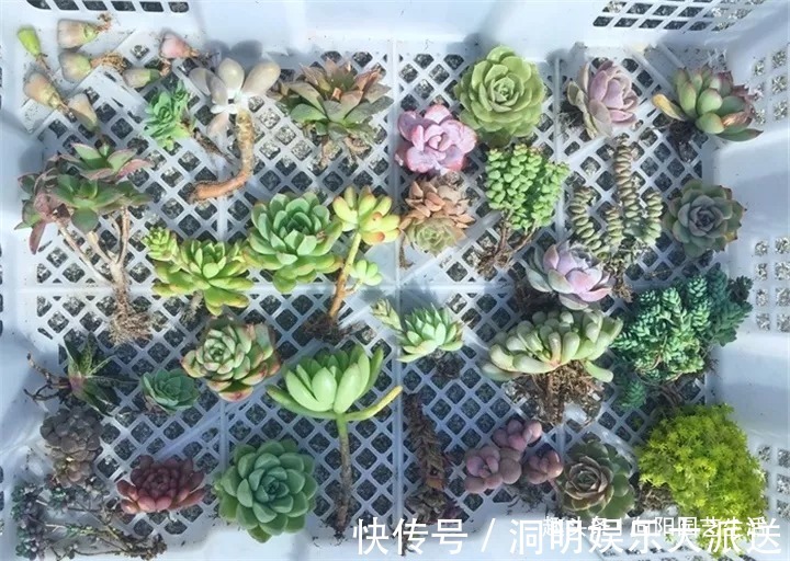 网购多肉要谨慎,两毛钱一棵,叶子掉光了,教你快速拯救多肉