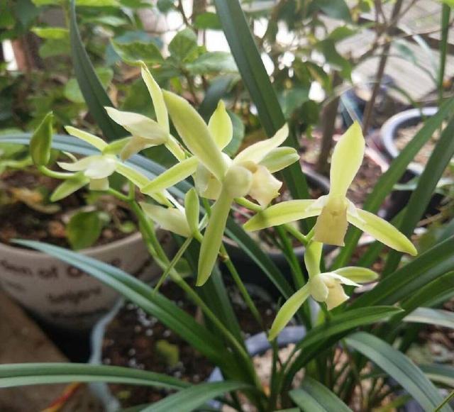 怀疑人生了，养护一年的兰花总是僵苗不见长，脱盆以后发现小秘密