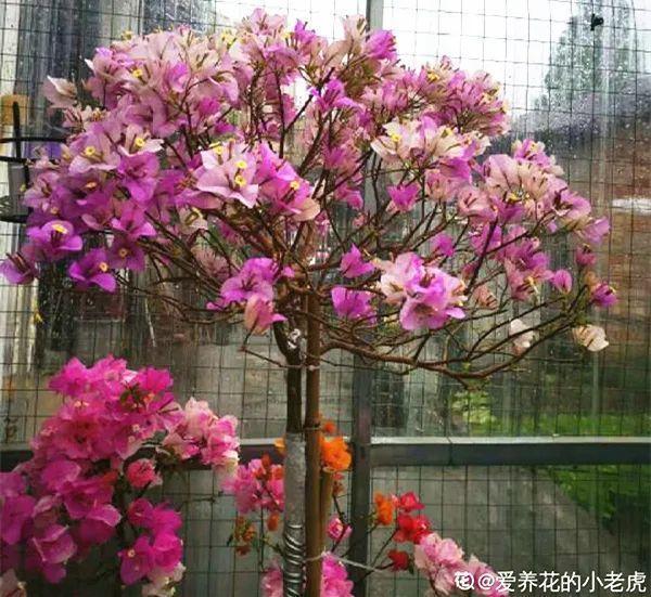 蕾丝|30种夏天花,热不死、晒不死,大半年都开花,还没病虫害