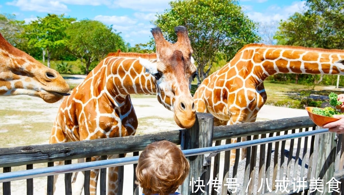 动物园英语作文30