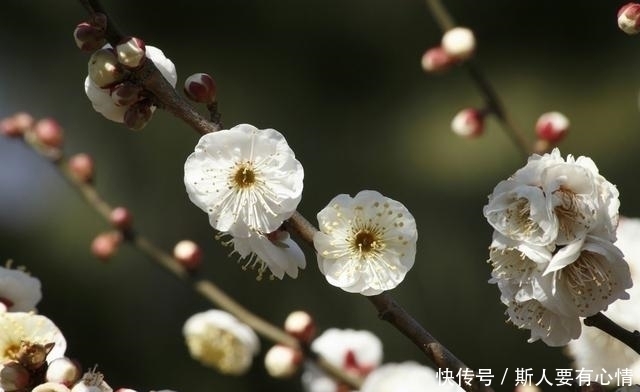 双子座|7天后，桃花运飙升，月老点名，喜鹊搭桥，重获旧情，余生不分开