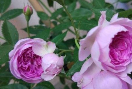 有机肥|月季花秋冬该怎么施肥,三种苗情施肥大不同