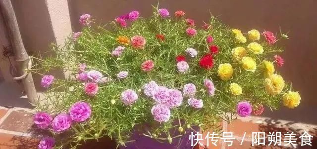 5种花,趁现在“赶紧扦插”,生根快,长得快,一个月就开花