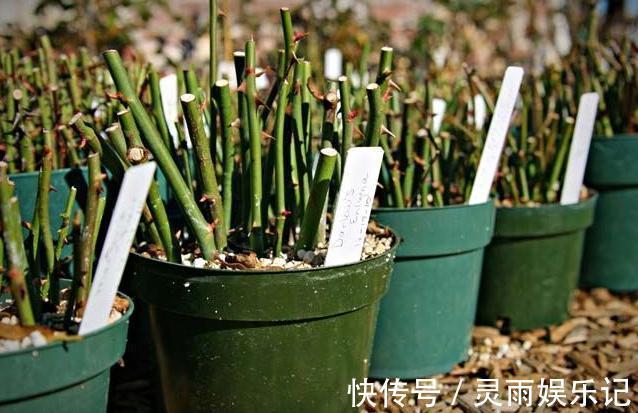 生根|至今还有人“炒作”土豆扦插月季,实操后发现,土豆长得真不错