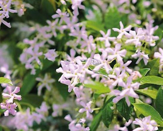 满院|别养桂花了此花浇水就活，一年花开180天，家里种2棵特别香