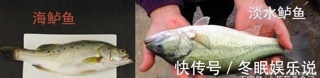 渔民|都是鲈鱼，海鲈鱼和淡水鲈鱼有何不同老渔民区别大了，别买错
