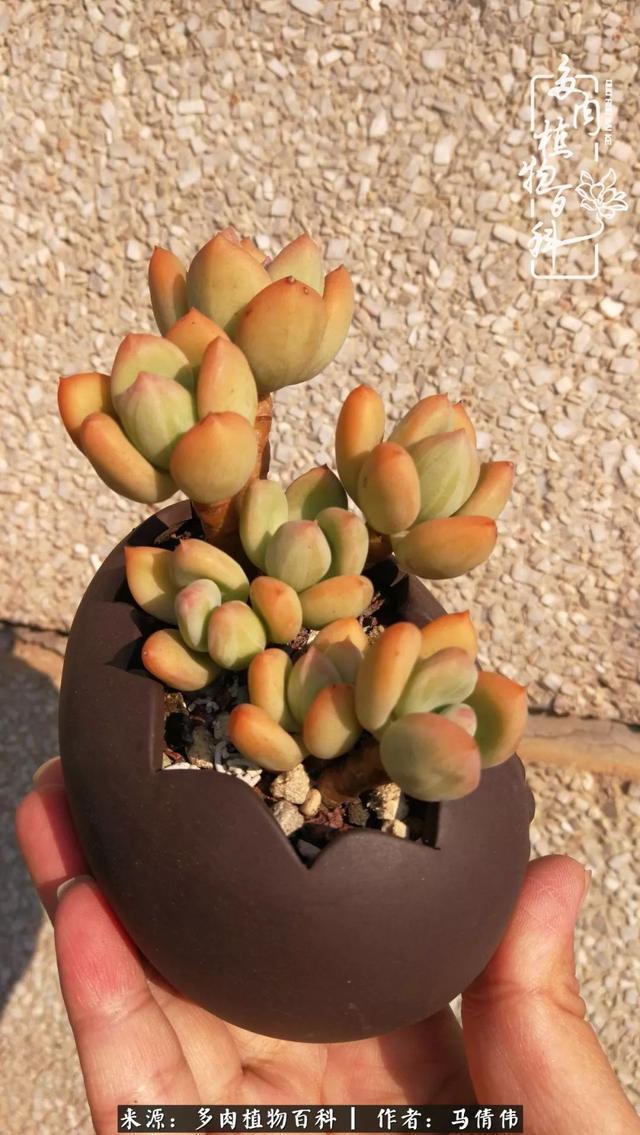 养多肉如同种下希望,因为美丽总在下一个季节!