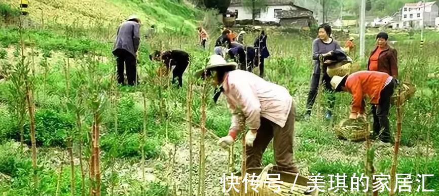 农民们|农民若是见了它,就要把它拔掉,殊不知是价值珍贵的活血龙