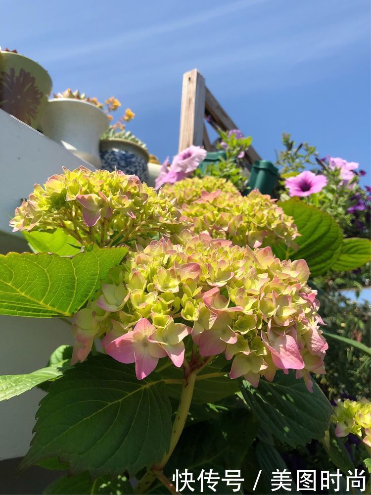 阳台|DIY改造17㎡屋顶花园,忙得不亦乐乎,在喧嚣城市打造一隅静谧