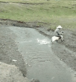 |搞笑GIF:我错了,猪哥,你回来吧,别丢下我一个人啊