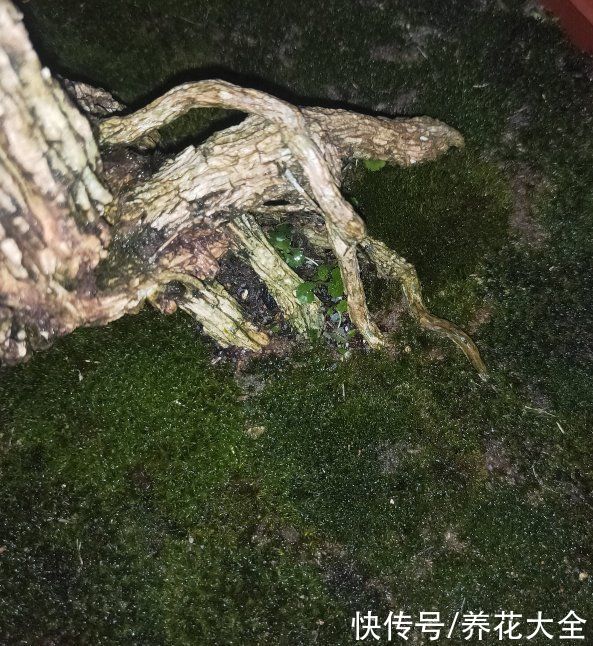 土壤|植物界的“祖师爷”，个头小作用大，挖回家种土里就活