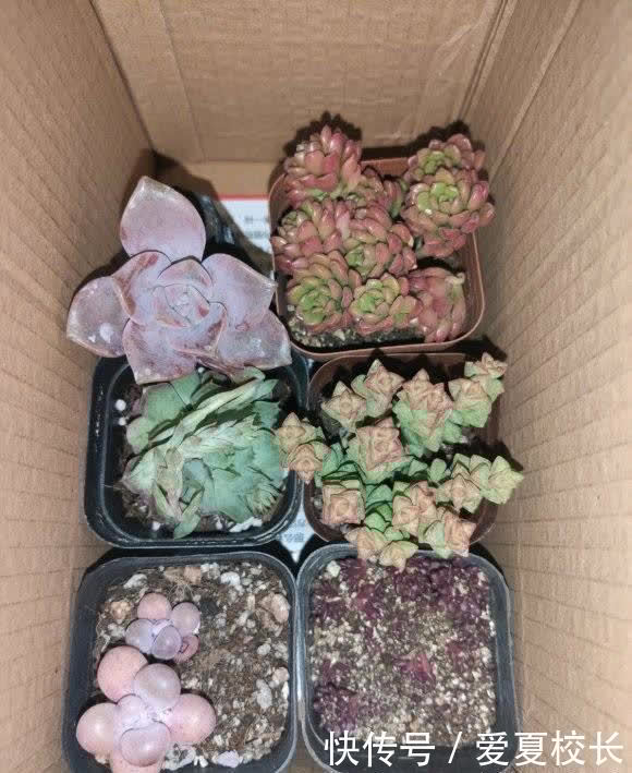 多肉|多肉养的时间久了,失去了兴致,家里还剩下这么多,该怎么处理