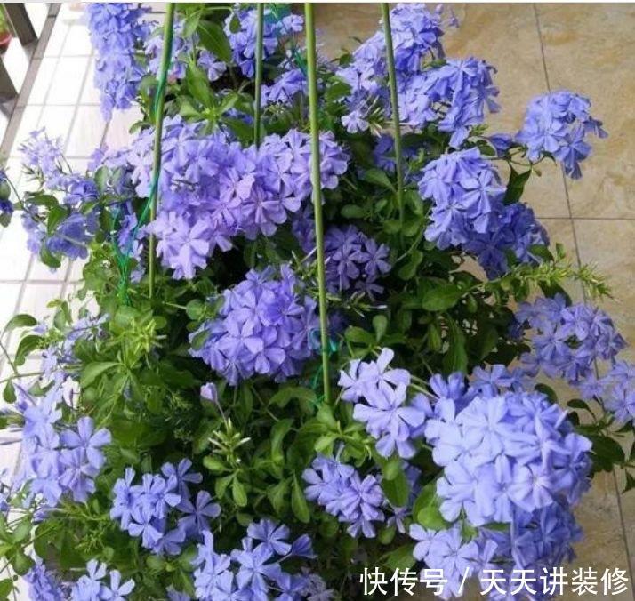 “4种花”懒人、新手都能养的好,一言不合就爆盆,你一定喜欢