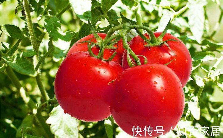 养生|7月养生要会吃，3种食物要多吃，美容养颜，防晒美白，早吃早美