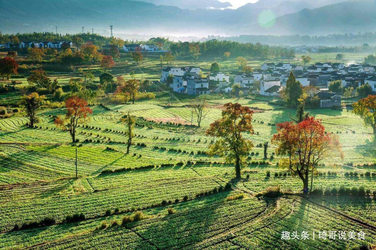 西葫芦|4月宁可不吃肉,也要吃这“4菜2果1豆”,应季而食身体倍儿棒