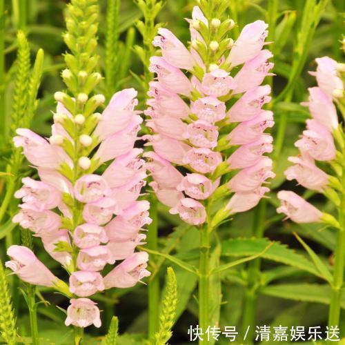 龙头|名字最奇特的花之一,玫红女王假龙头,很多人看到却叫不出名!