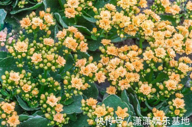 复合肥|天气转暖,建议少买4种花,观花时间短不说,还难度夏
