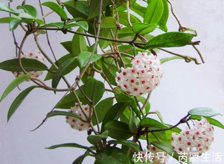花朵|三种花比杜鹃好看,比绿萝好养,比桂花还香,谁见了不心动