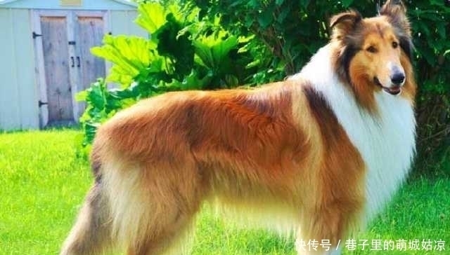 忠诚|12种最忠诚的狗,排第一的狗狗估计没有人不认识!