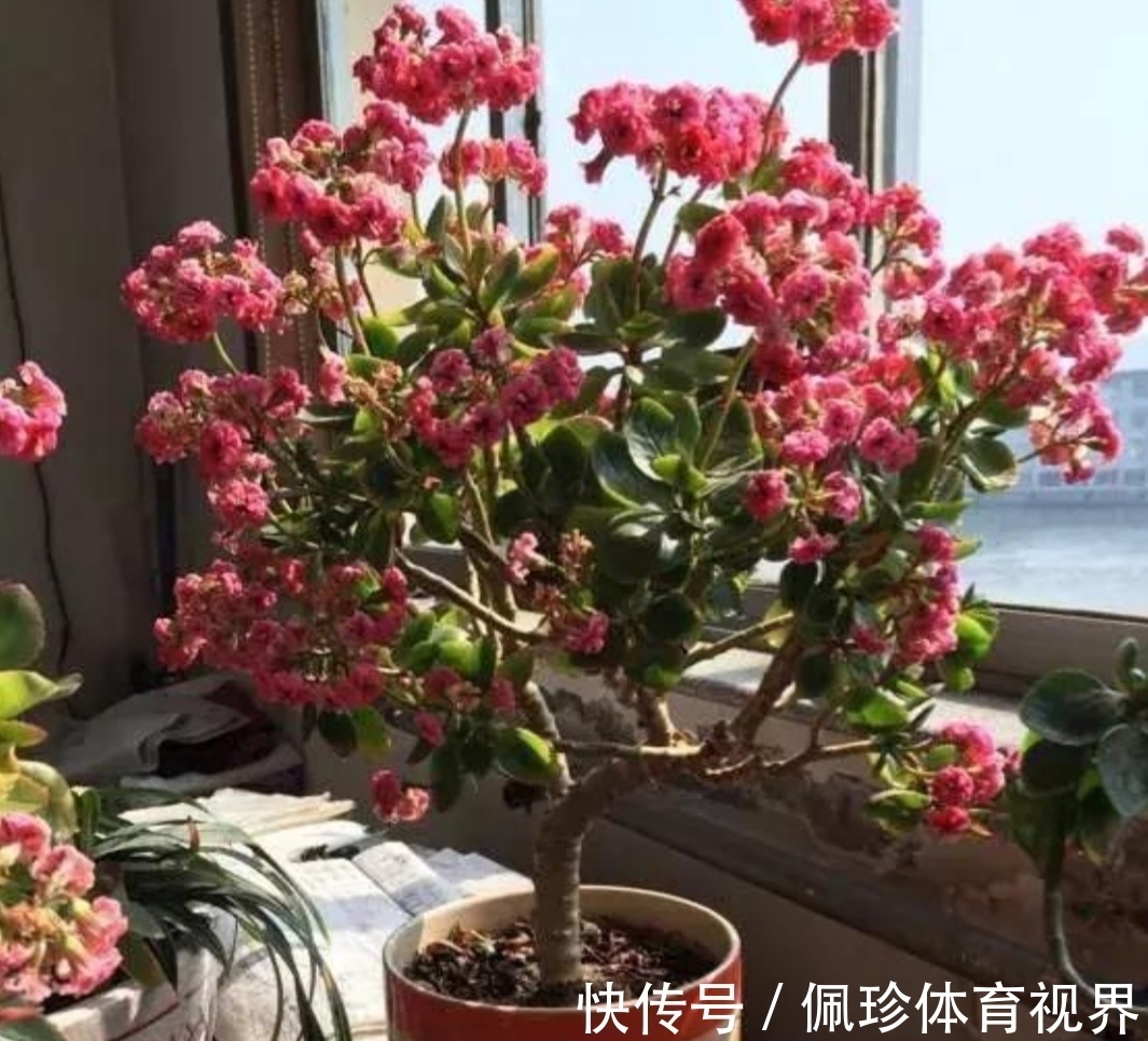 沙漠玫瑰|耐干旱的5种花，夏天就怕多浇水，容易烂根黄叶