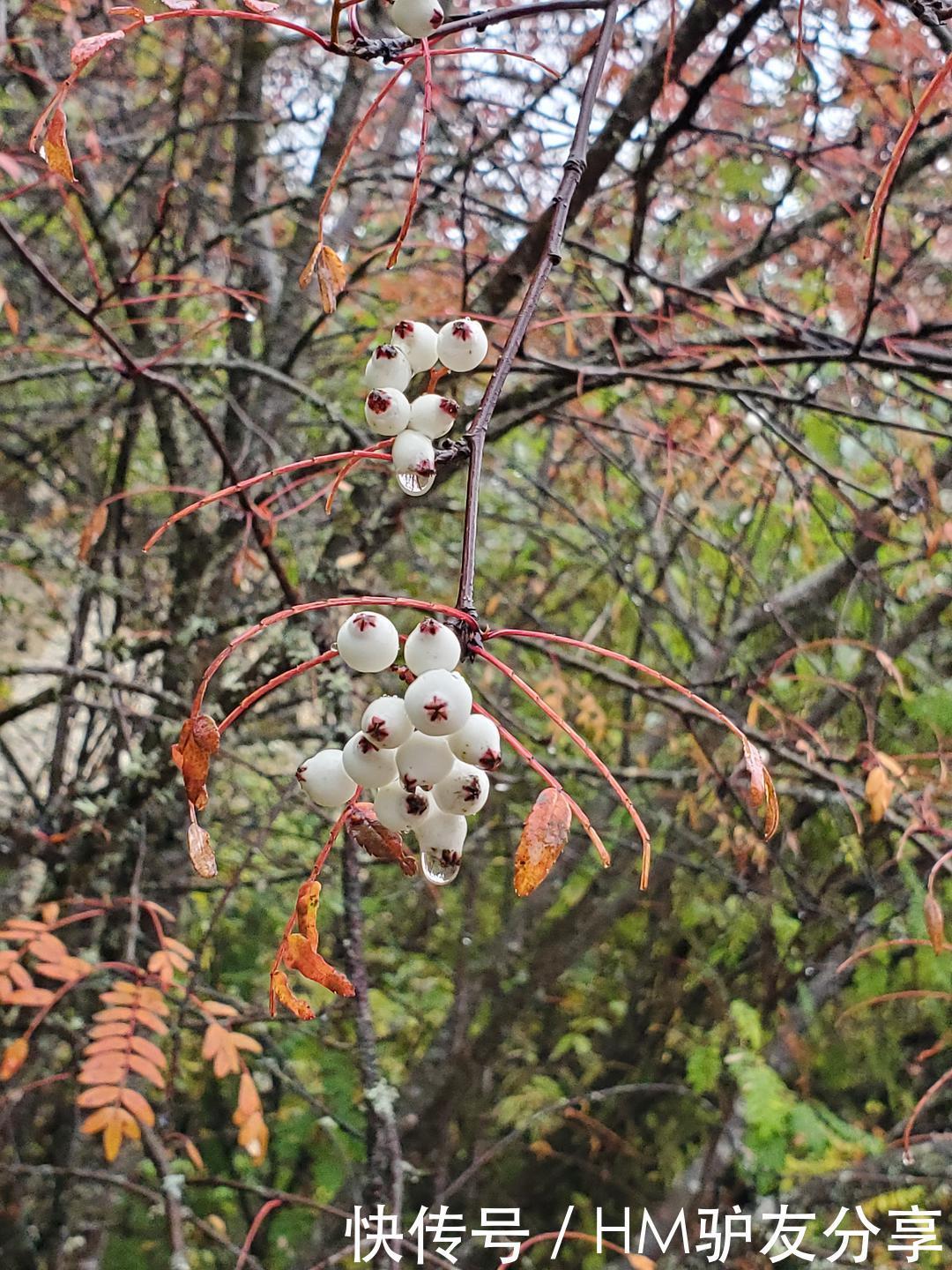 四川行之四：黄龙