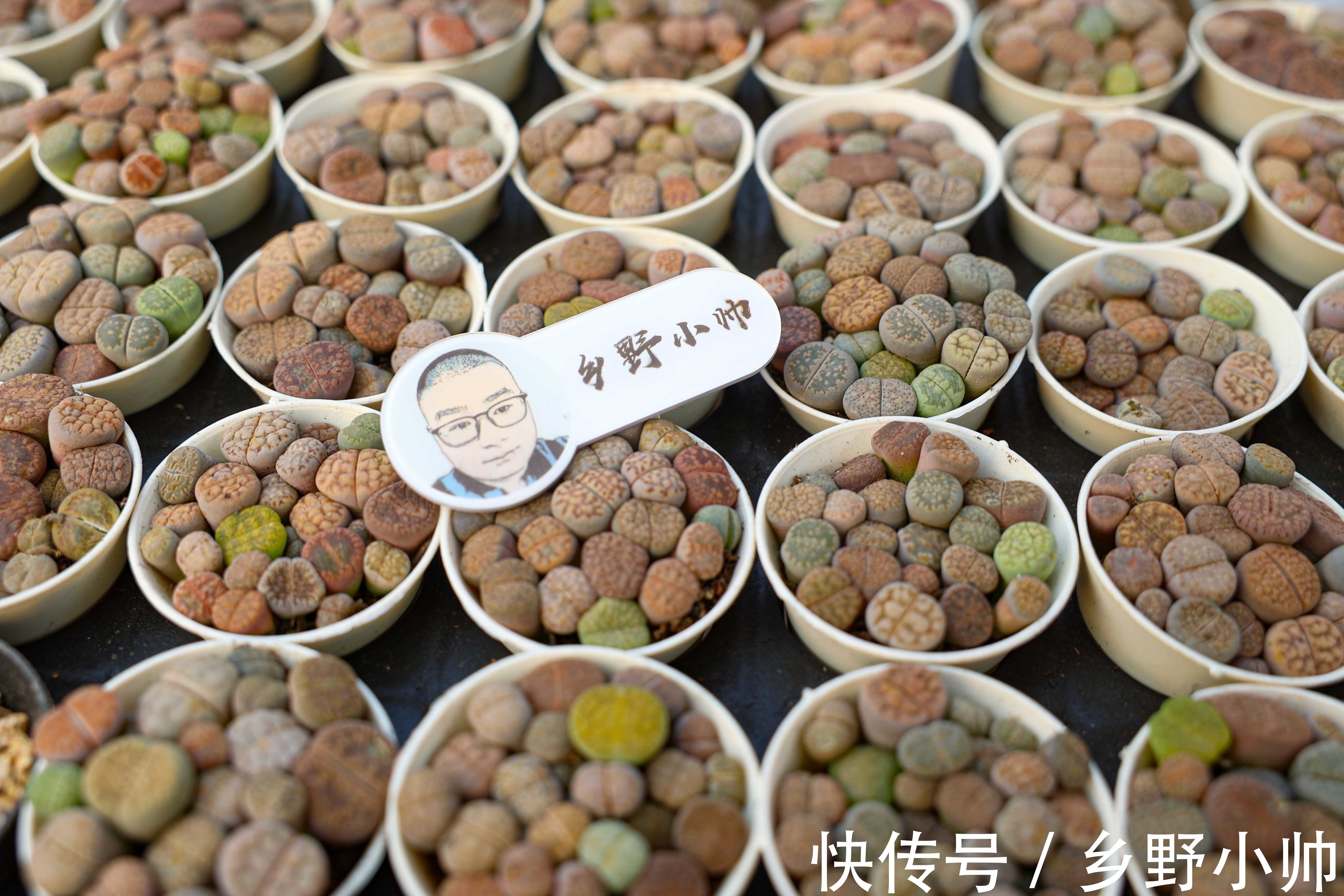 光照|多肉生长缓慢养不好?修好根系做好管理, 养肉其实很简单