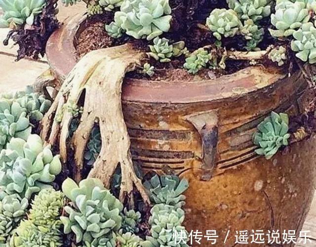 王奶奶养多肉,每月喷点“8毛钱”1包的药,轻松长成“扇形老桩”