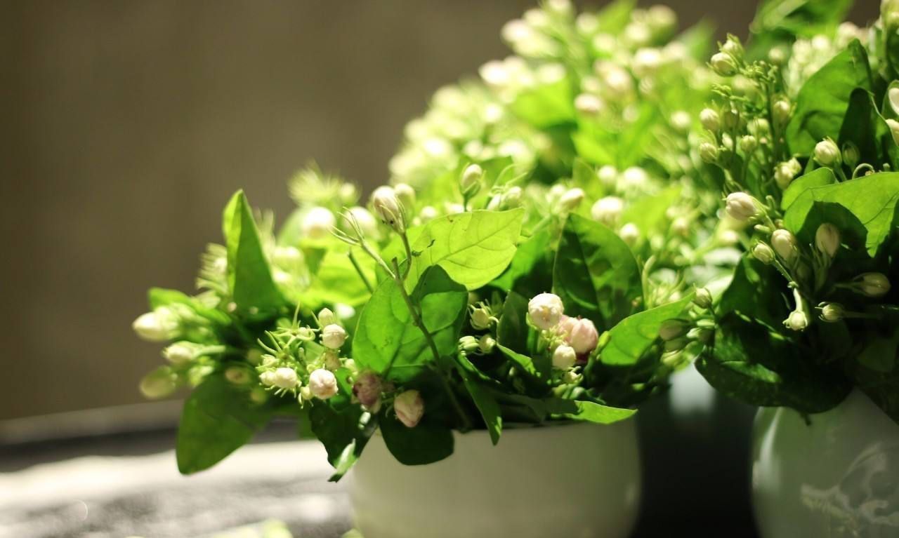想要茉莉花“勤开花”,“秘诀”全部在这里,不会的花友都学学!